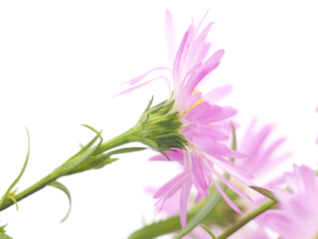 pink perennial aster on a white backgroundの写真素材