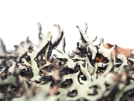 Lichen on a white background