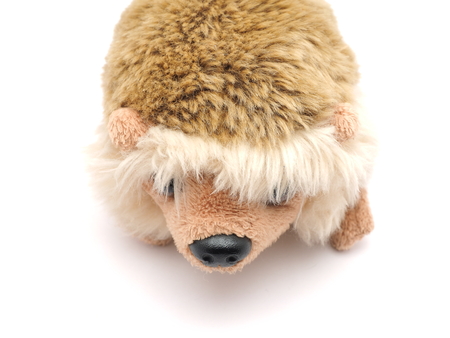 soft toy hedgehog on a white backgroundの写真素材