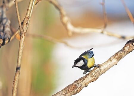 Tit in the forestの写真素材