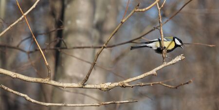 Tit in the forest