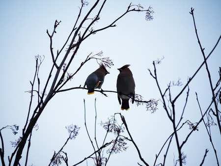 waxwings in the forest
