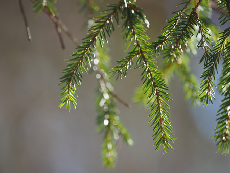 fir branches