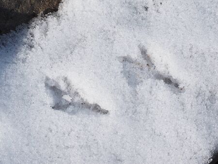 bird tracks in the snow