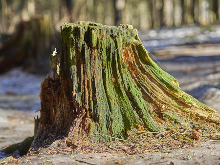 an old stump in the woodsの写真素材