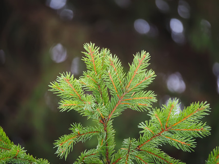 spruce branch in the forest