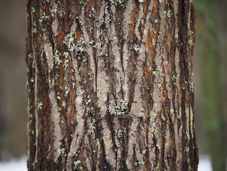 aspen trunk in the forest