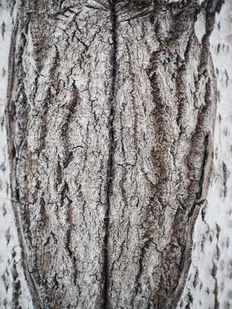 aspen bark. background