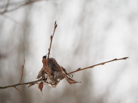 a dry leaf on a branchの写真素材
