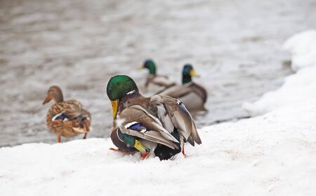 Two male ducks fighting in the snowの写真素材