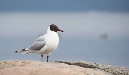 seagull on the lakeの写真素材