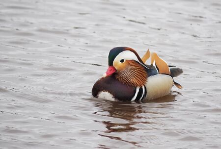 mandarin duck on the lakeの写真素材