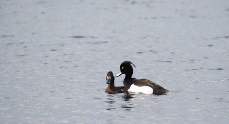 Tufted Duck breeds in water