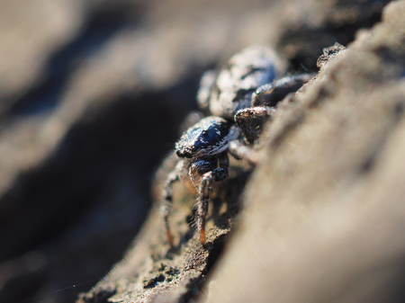 jumping spider on tree barkの写真素材