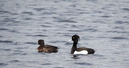 tufted duck on the lakeの写真素材