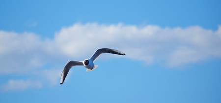 seagull in flightの写真素材