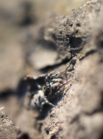 jumping spider on tree bark