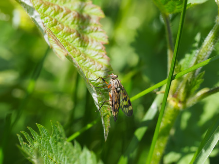 insect fly in the forest