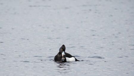Tufted Duck breeds in water