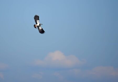Lapwing in flightの写真素材