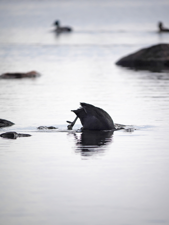 Rare bird coot on the lakeの写真素材