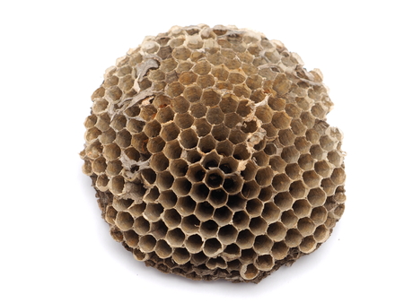 hornet's nest on a white backgroundの写真素材