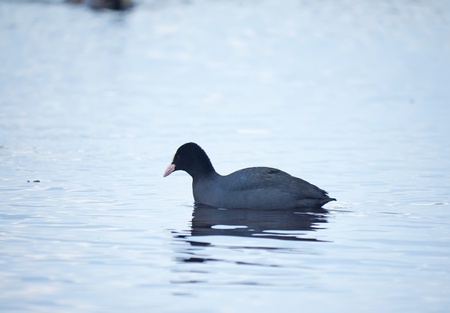 Rare bird coot on the lakeの写真素材