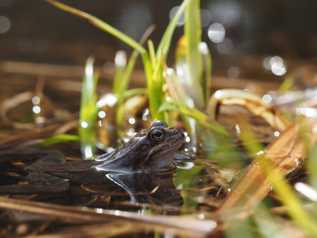 frog in pondの写真素材