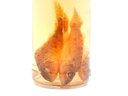 fish in a glass jar on a white background