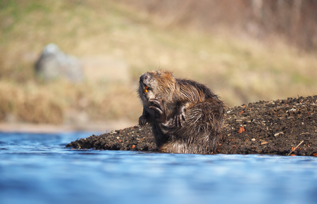 beaver on the riverの写真素材