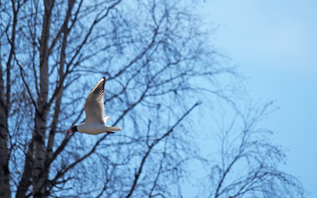 seagull in flightの写真素材