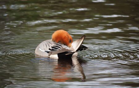 wigeon duck (Anas penelope) on the riverの写真素材
