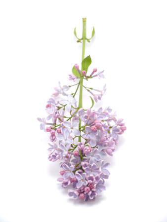lilac on a white backgroundの写真素材