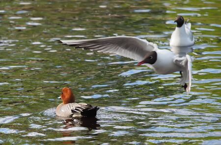 wigeon duck (Anas penelope) on the river