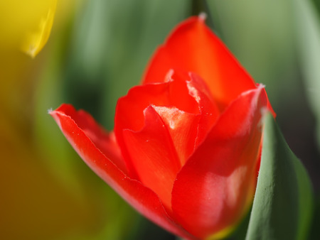 red tulip on the flowerbedの写真素材