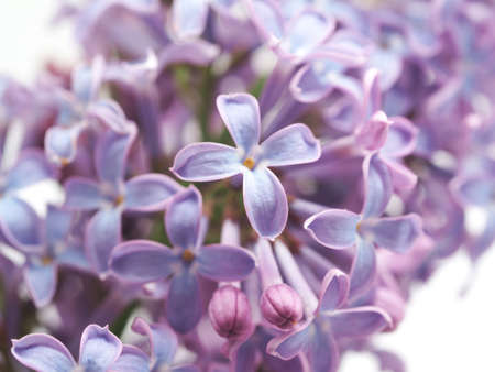 lilac on a white backgroundの写真素材