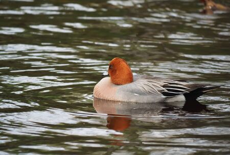 wigeon duck (Anas penelope) on the river