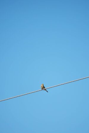 yellow bunting bird on wiresの写真素材