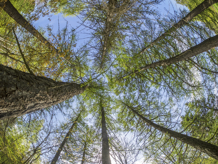trees from the bottom up