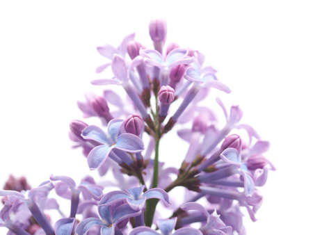 lilac on a white backgroundの写真素材