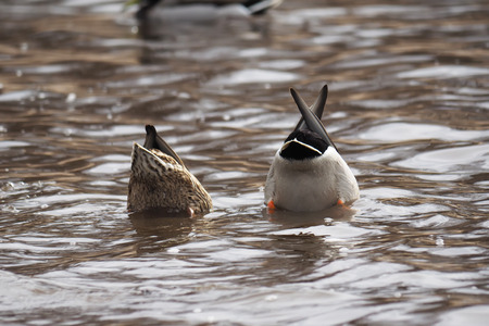 ducks upside down in a lakeの写真素材