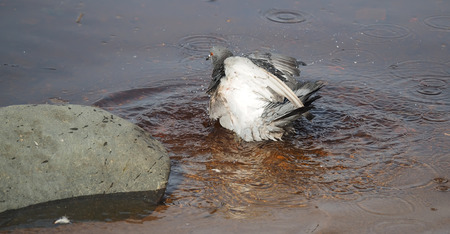 Pigeons bathe in lakeの写真素材