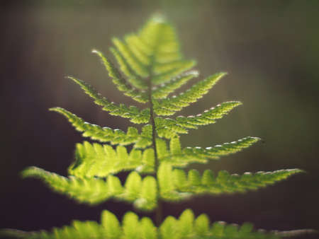 fern leaves in the forestの写真素材