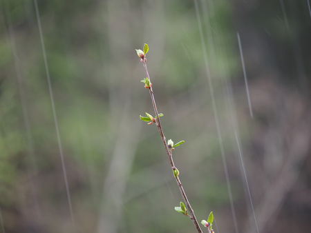 birch twigs in the rainの写真素材