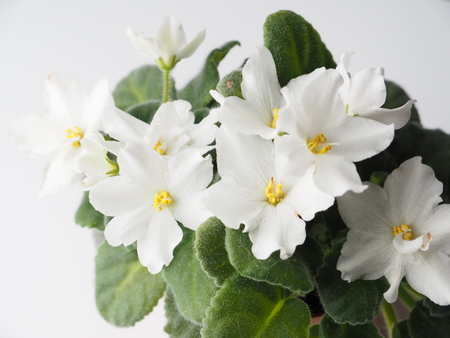 flower in a pot on a gray backgroundの写真素材