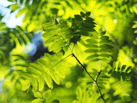 rowan leaves in the forestの写真素材