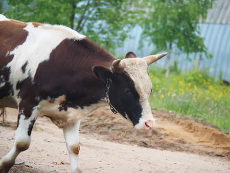 cow in the summer in the village