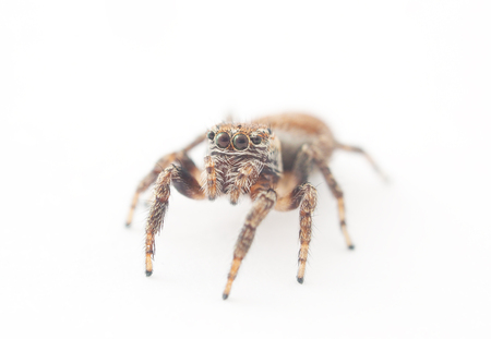jumping spider on a white backgroundの写真素材