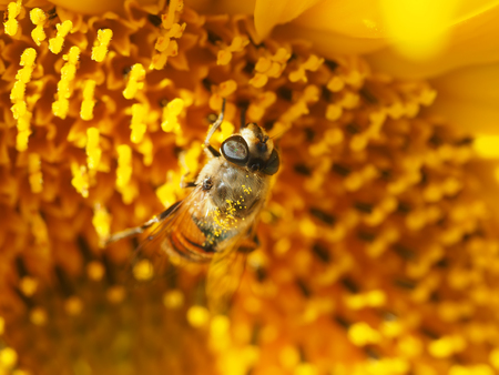 fly hoverfly on a sunflowerの写真素材