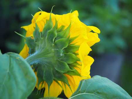 sunflowerの写真素材